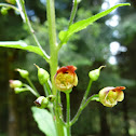 Figwort, Knoten-Braunwurz