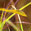 Common Vine Snake