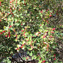 Honeysuckle