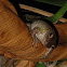 Barking Treefrog?