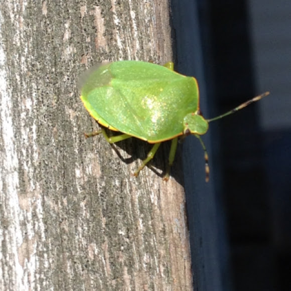 Spotting Image 1