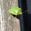 Green Stink Bug