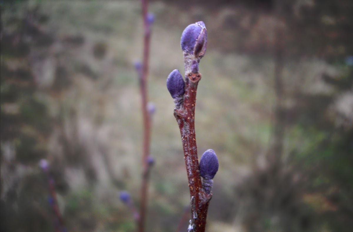 Black Alder