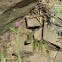 lizzard