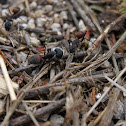 Ant