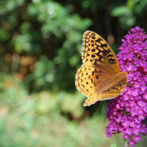Butterflies and plants that attract Butterflies New York