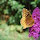 Butterflies and plants that attract Butterflies New York