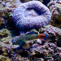 Mandarin Dragonet