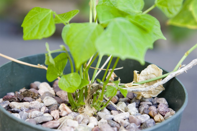 Growing store bought jicama tuber
