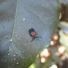 Net-winged beetle