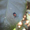 Net-winged beetle