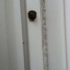 Stink bug