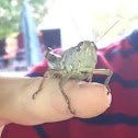 Grasshopper