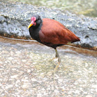 Wattled jacana