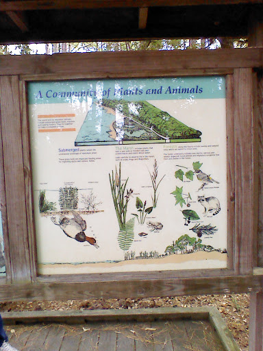 A Community of Plants and Animals
