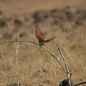 Green bee eater
