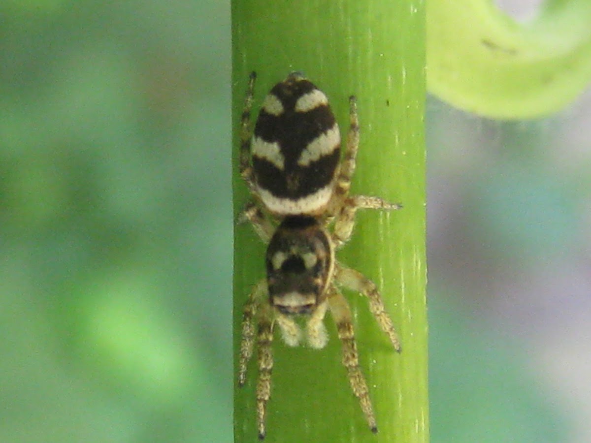Spider