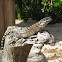 Cuban Rock Iguana