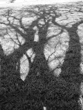 Shadow of a tree