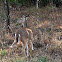 White-tailed Deer