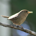 House Wren