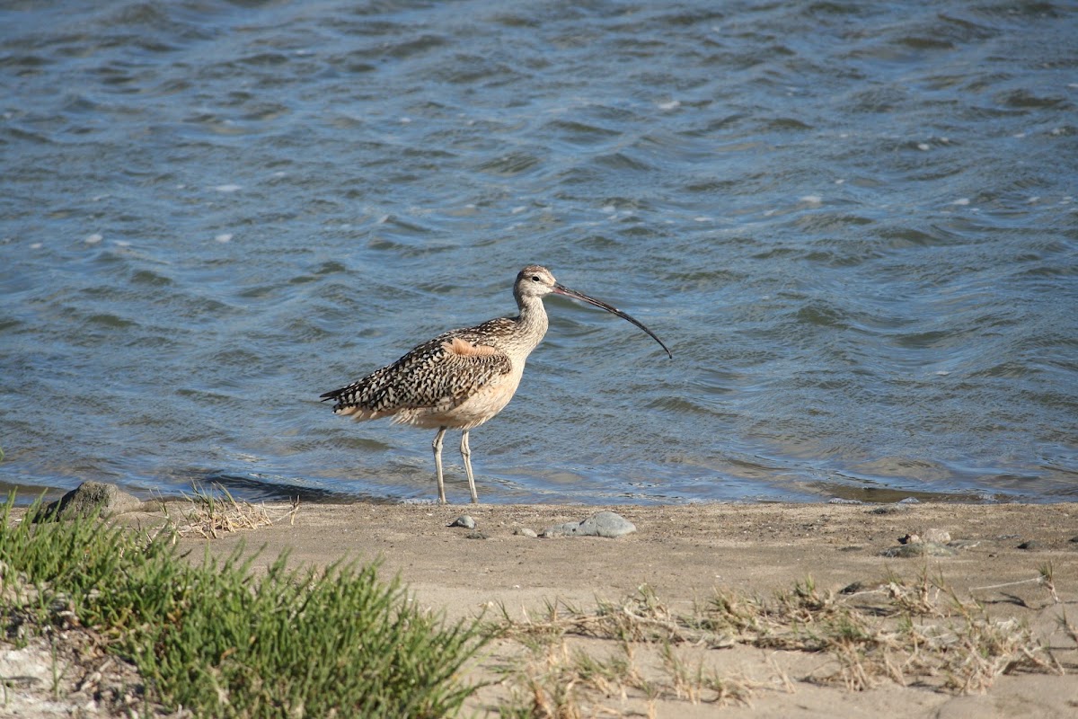 Long-billed curlew