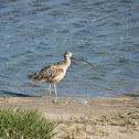 Long-billed curlew