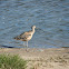 Long-billed curlew