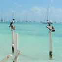 Brown Pelican