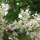 Honey bee