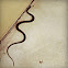 Southern Black Racer