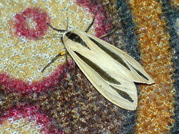 Spotting Image 1