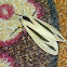 Crimson Tiger Moth