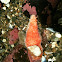 Sea cucumber