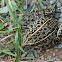 Southern Leopard Frog