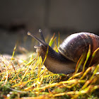 Garden Snail