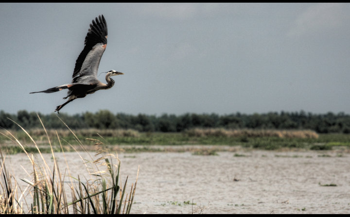 Blue Heron