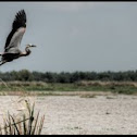Blue Heron