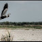 Blue Heron