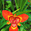 Tiger Flower