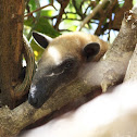 Southern tamandua