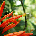Firecracker Plant