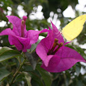 Bougainvillea