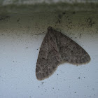 Mottled Gray Carpet Moth