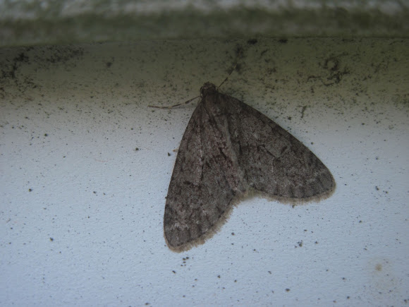 Spotting Image 1