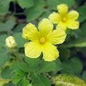 Bitter Melon Flower