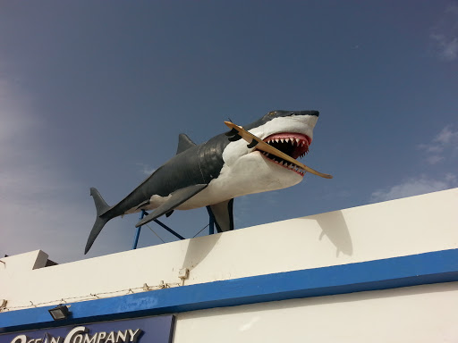 Shark on the Roof