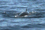 Baleine