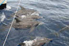 Dauphins entre les étraves