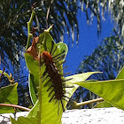 Caterpillar